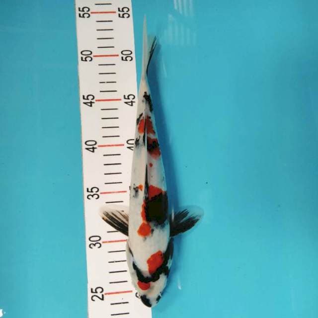 Showa 28 cm 