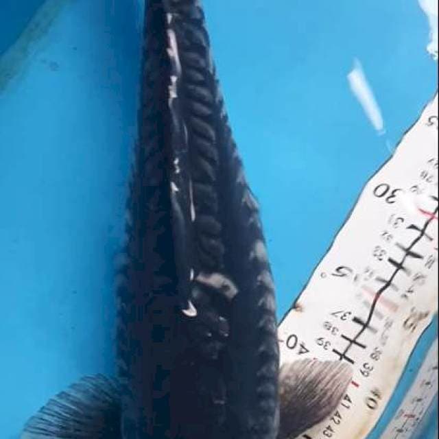  Soragoi Aragoke jumbo 47Cm
