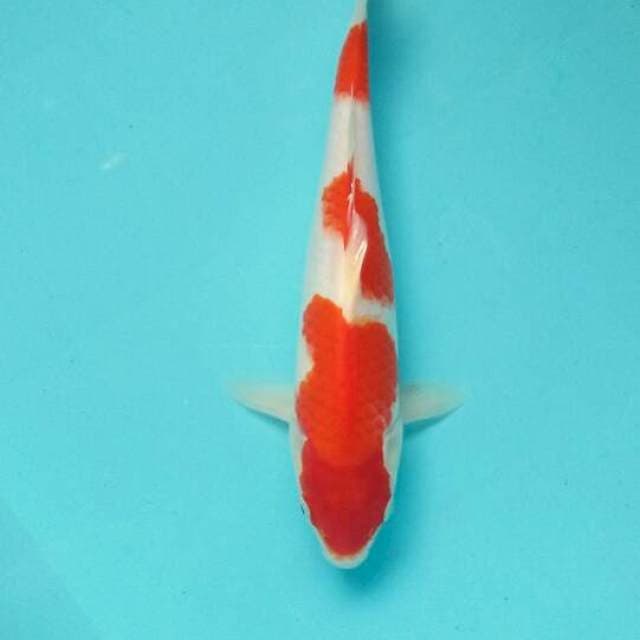 Kohaku sterong