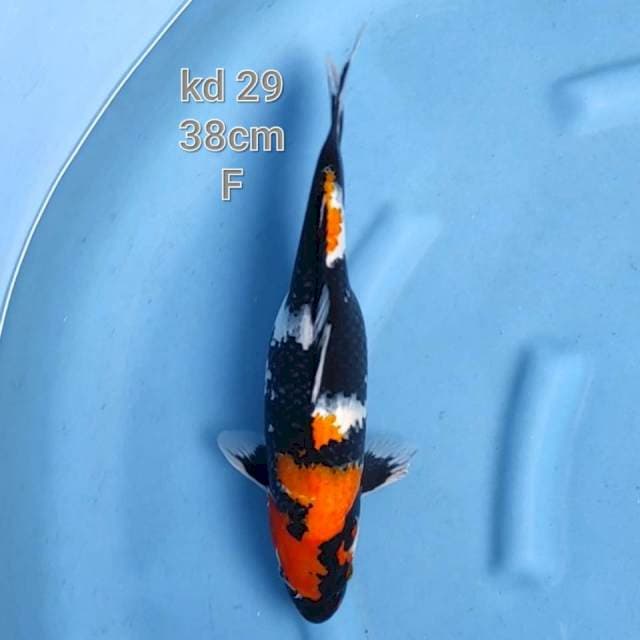 showa sanshoku jumbo tosai