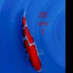 Kohaku strong 30cm