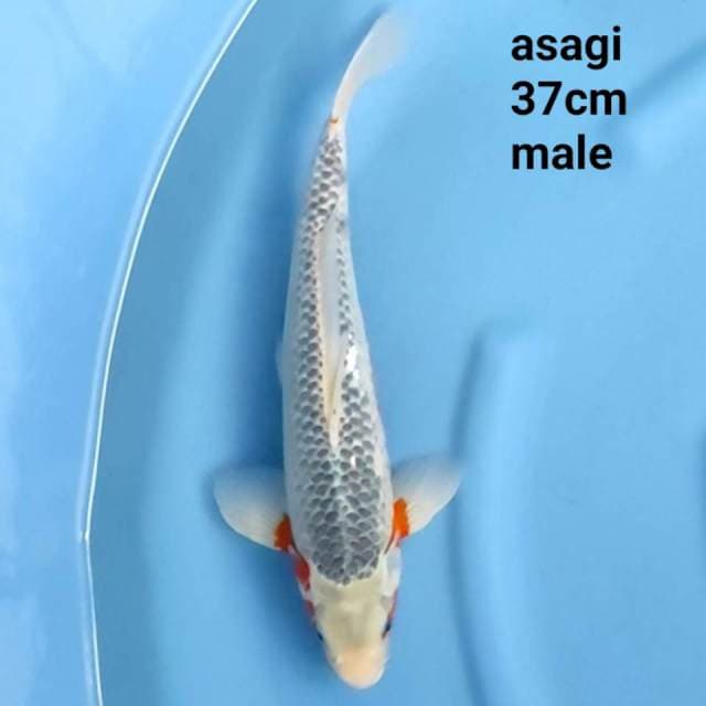 asagi jumbo tosai