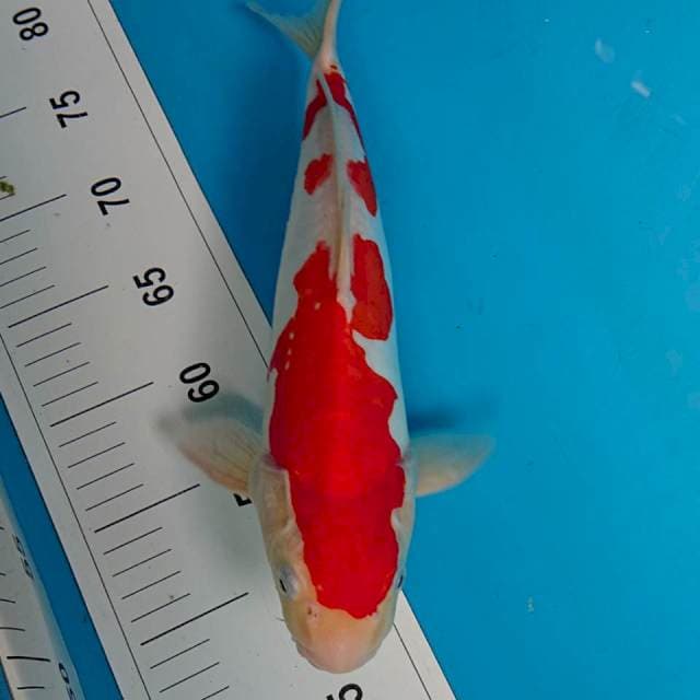 DOITSU KOHAKU  32 cm