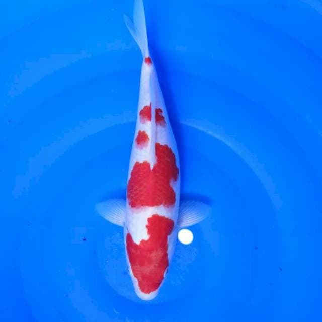Kohaku strong 28cm