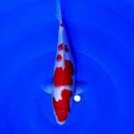 Kohaku strong 28cm