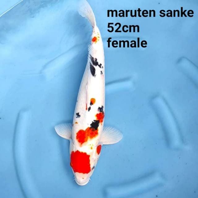 sanke jumbo 55 bu