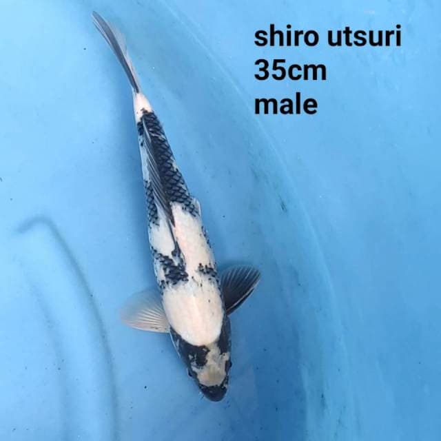 shiro utsuri jumbo tosai