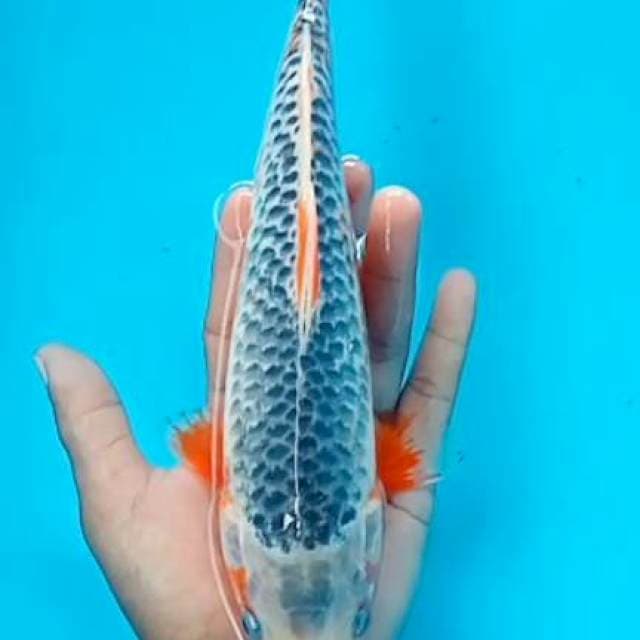 Asagi 25cm