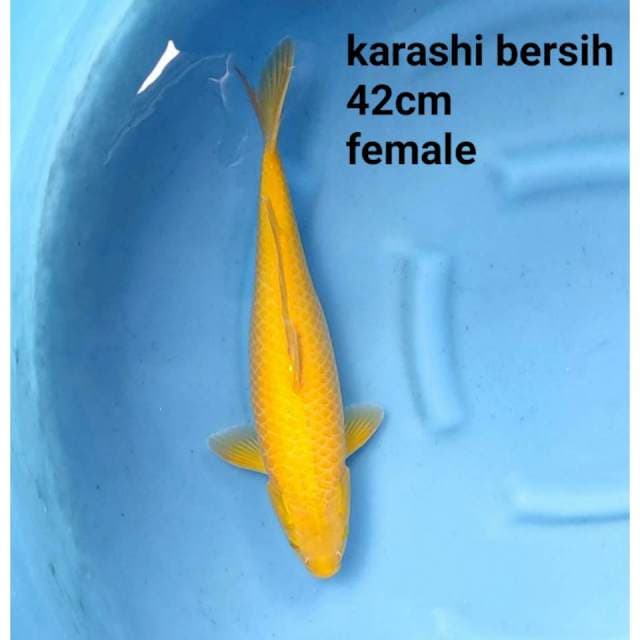 karashi goi bersih no bercak merah