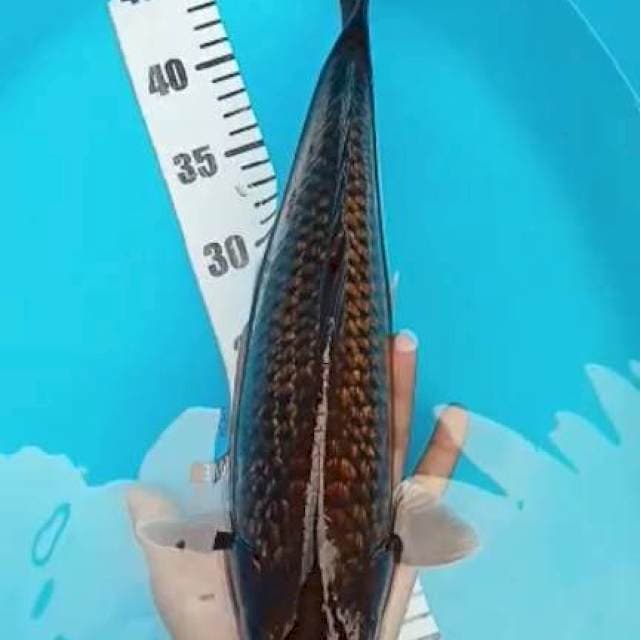 Midhori gindrin 37cm