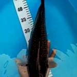 Midhori gindrin 37cm