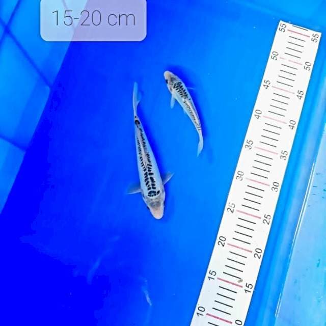 Shusui 15-20 cm
