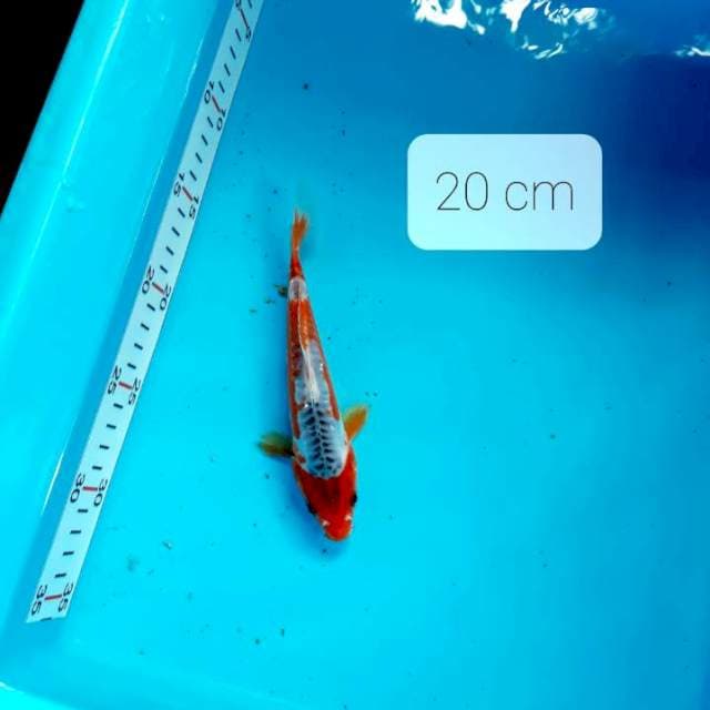 Shusui 20 cm