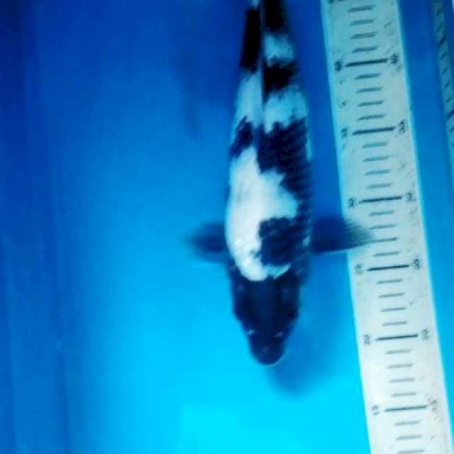 shiro f1 35 cm