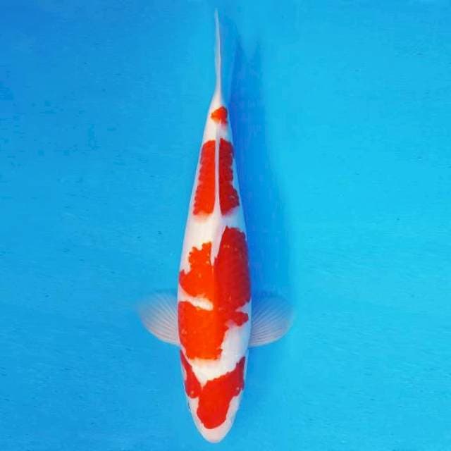 TENJIN 3 ~ KOHAKU ™
