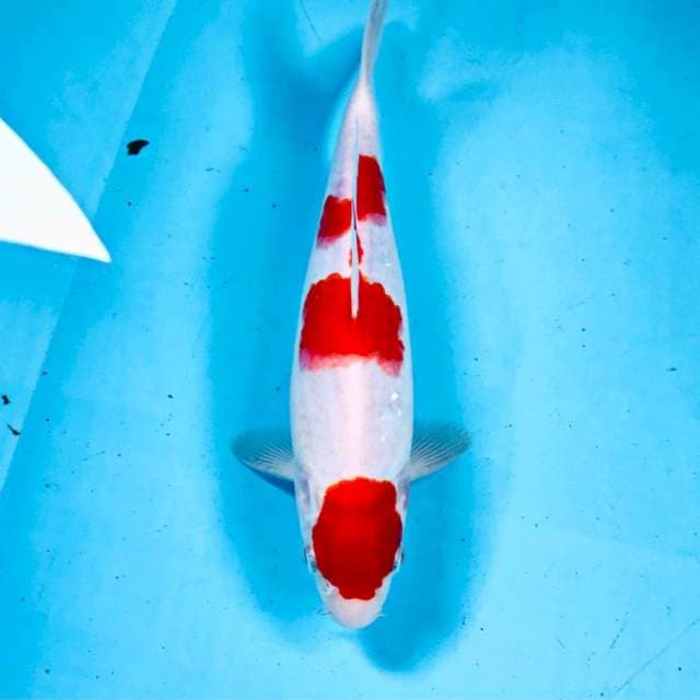 Kohaku, 25 cm