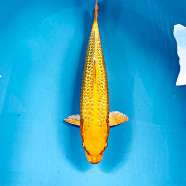 Yamabuki Ginrin, 34 cm