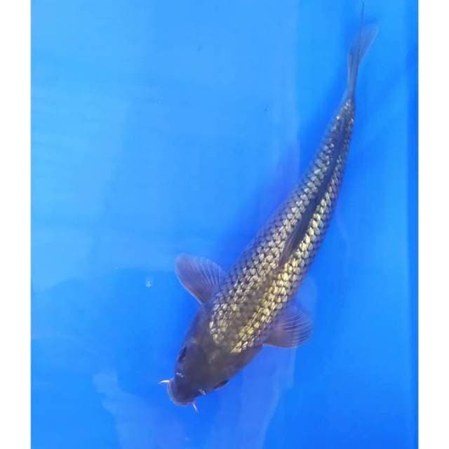 Soragoi ginrin 32 cm
