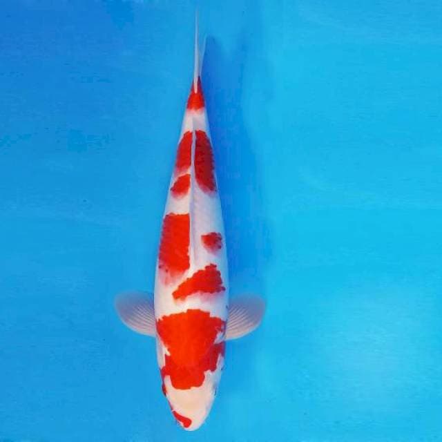 TENJIN 7 ~ KOHAKU ™