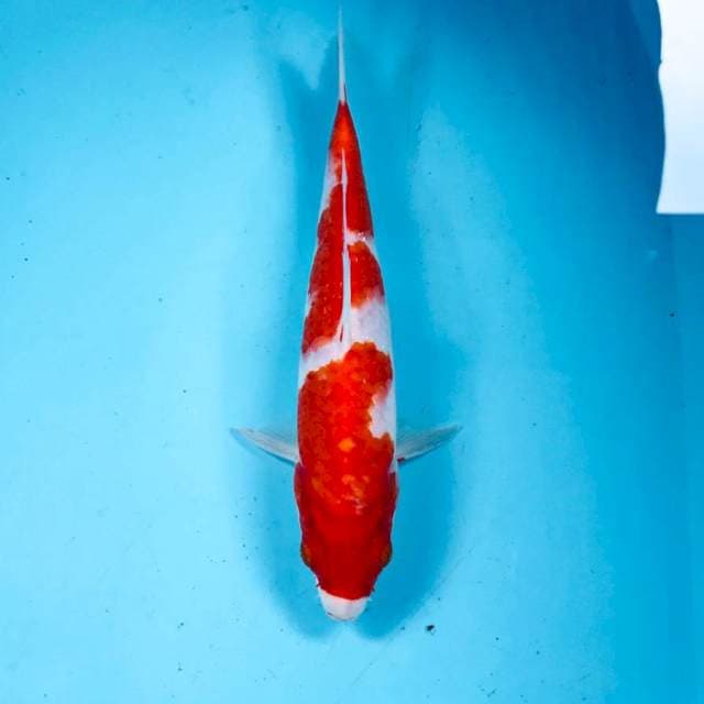 Kohaku, 24 cm