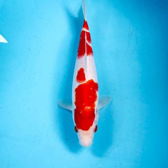 Kohaku, 25 cm