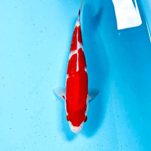 Kohaku, 23 cm