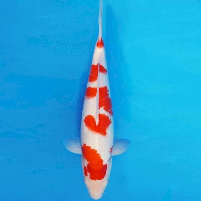 TENJIN 10 ~ KOHAKU ™