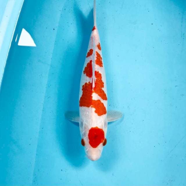 Kohaku, 30 cm