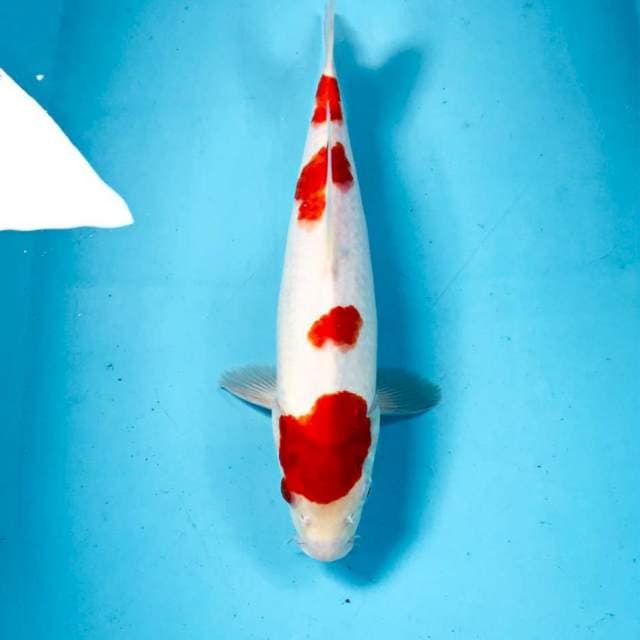 Kohaku, 32 cm