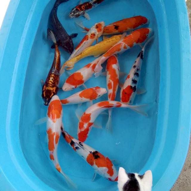 Mix 14 ekor 26-35 cm 👍 
