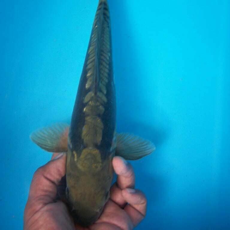 Cagoi ngering atas