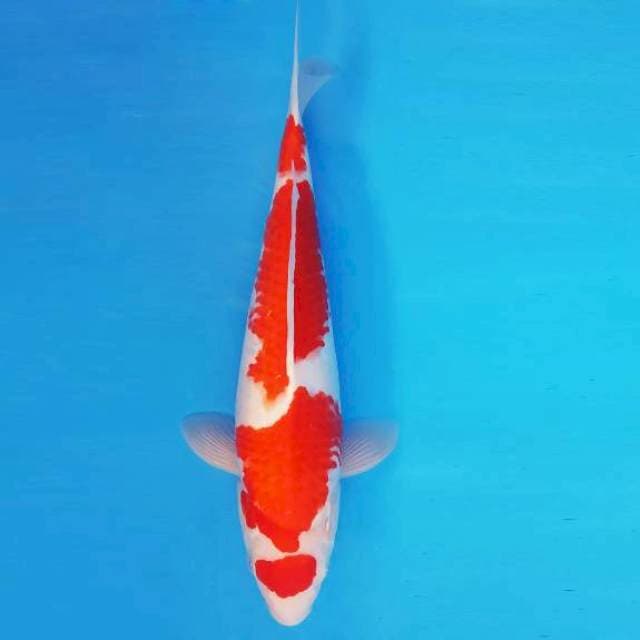 TENJIN 14 ~ MARUTEN KOHAKU ™