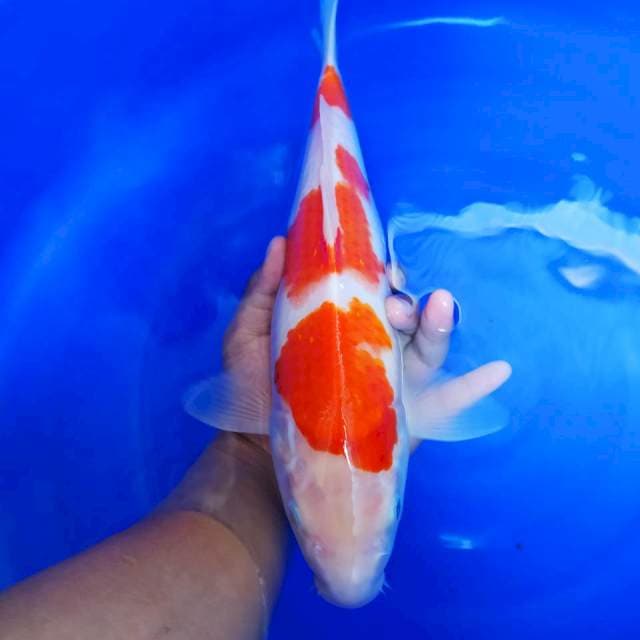 Bozu Kohaku size 35cm