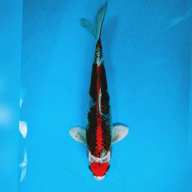 TANCHO KUJAKU 30cm