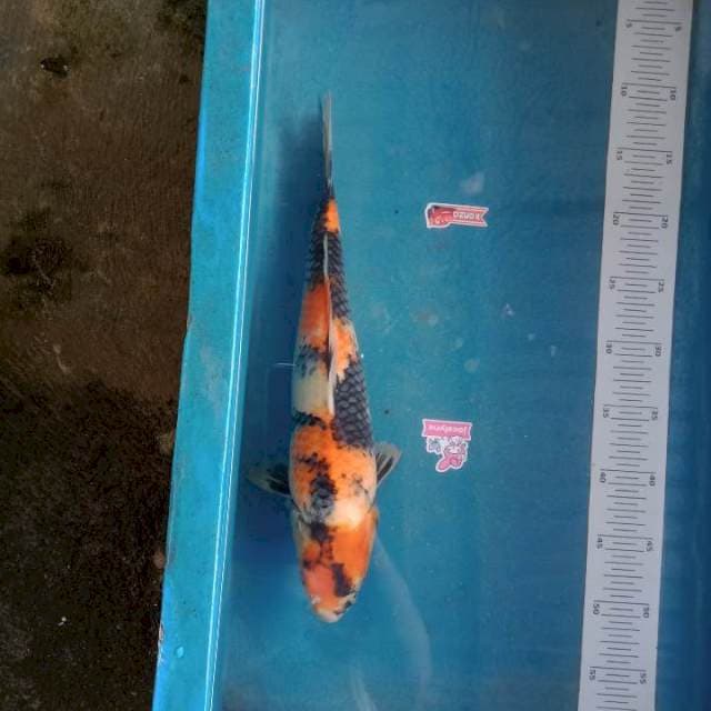 Showa 40cm