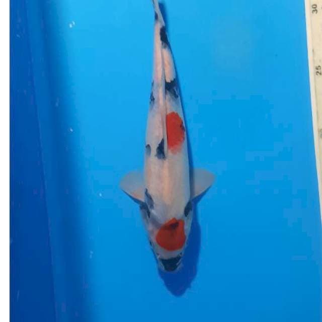 Showa maruten 24cm 