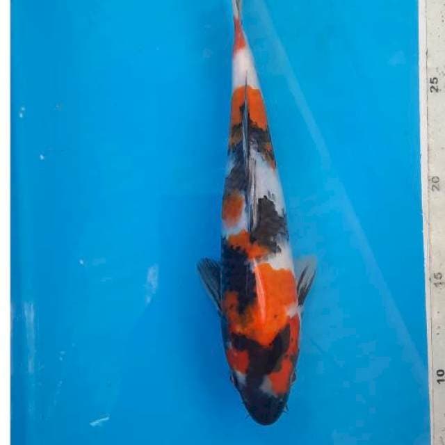 Showa 23cm 