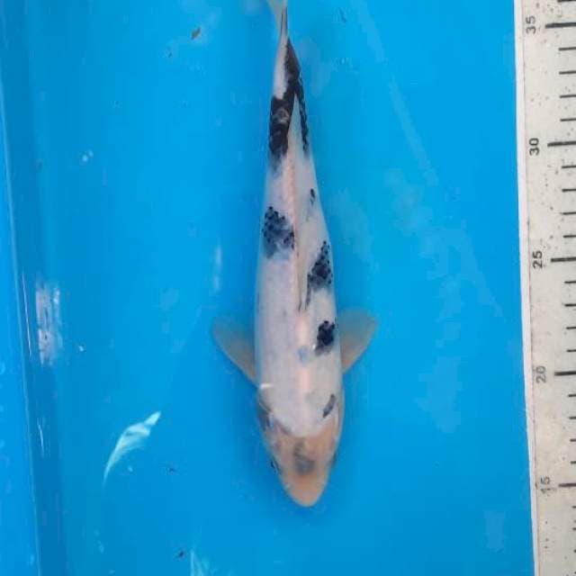 Shiro 23cm
