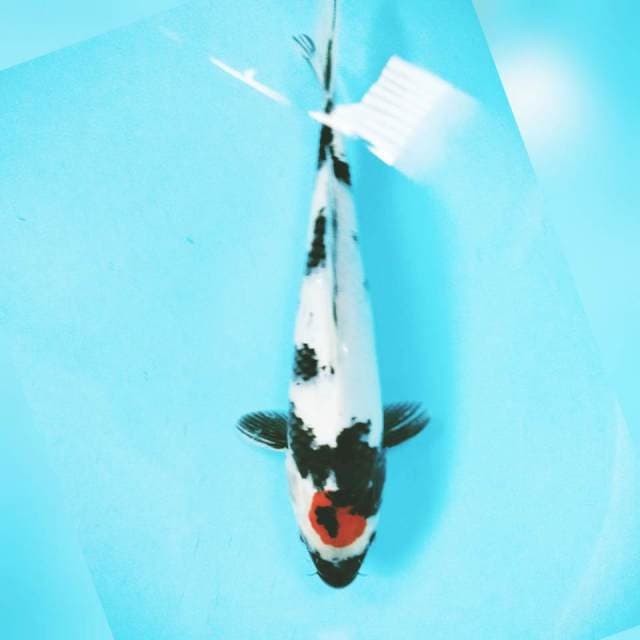 Tancho Showa 30cm