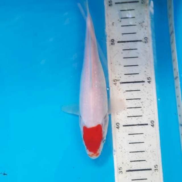 Tancho kohaku 20cm