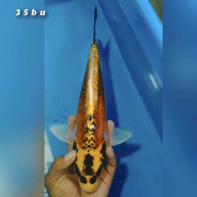 Kikokuryu 35bu