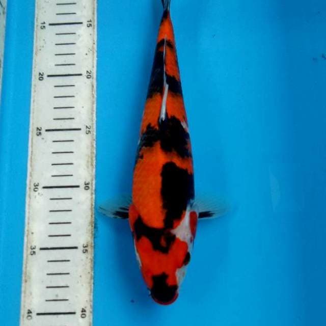 showa HQ 30cm