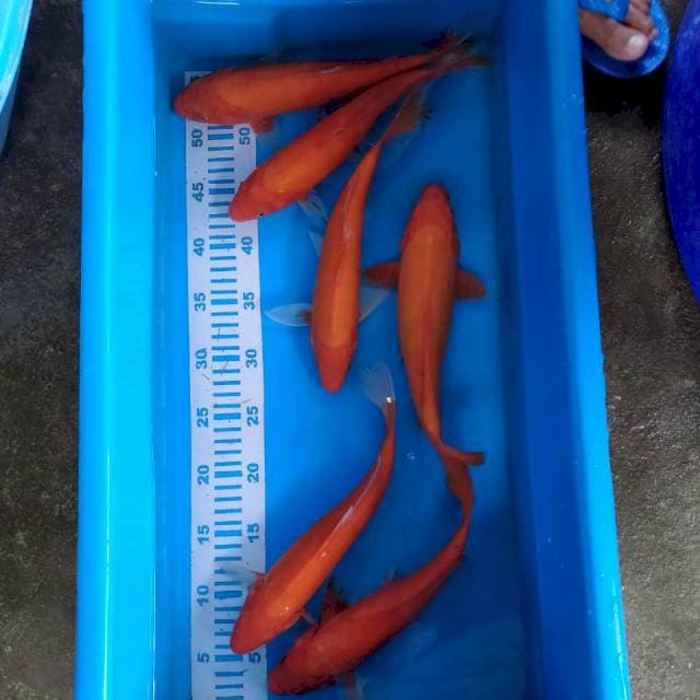 Benigoi tembus perut 26-27cm 6ekor
