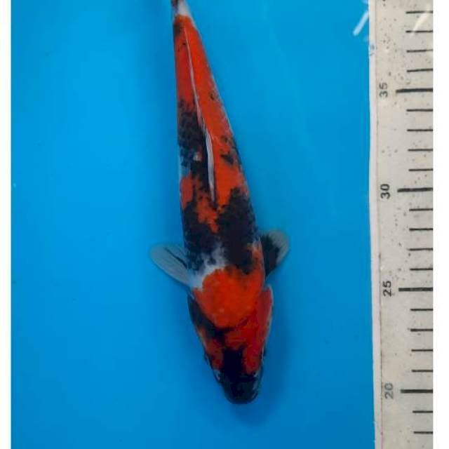 Showa 24cm 