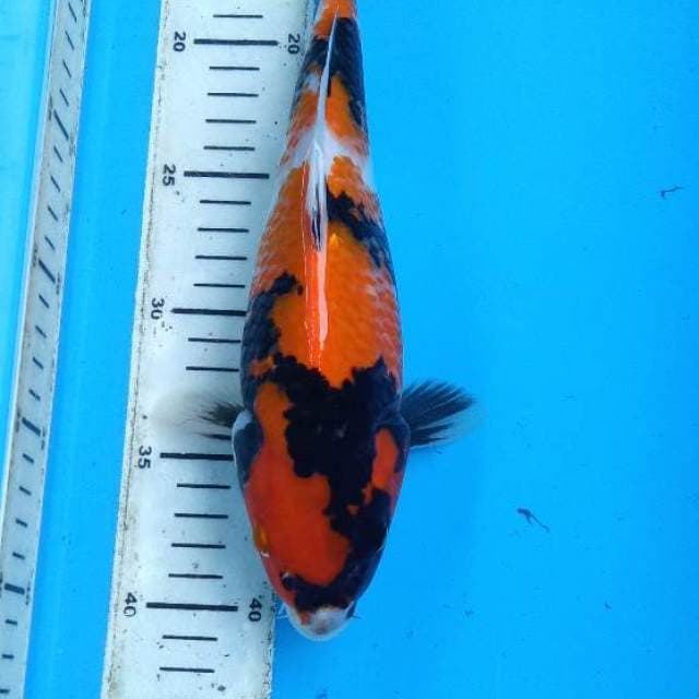 Good quality showa 26cm