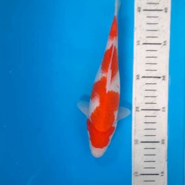 Kohaku 24cm 