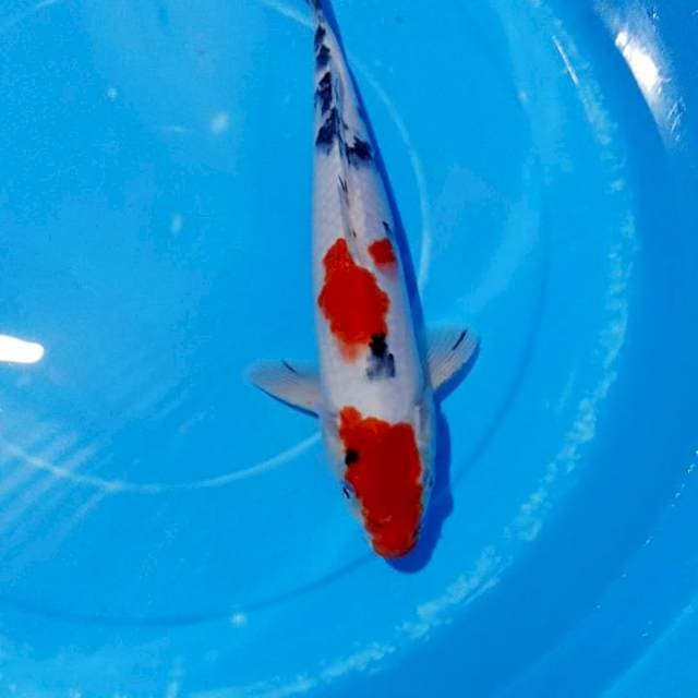 29 cm showa