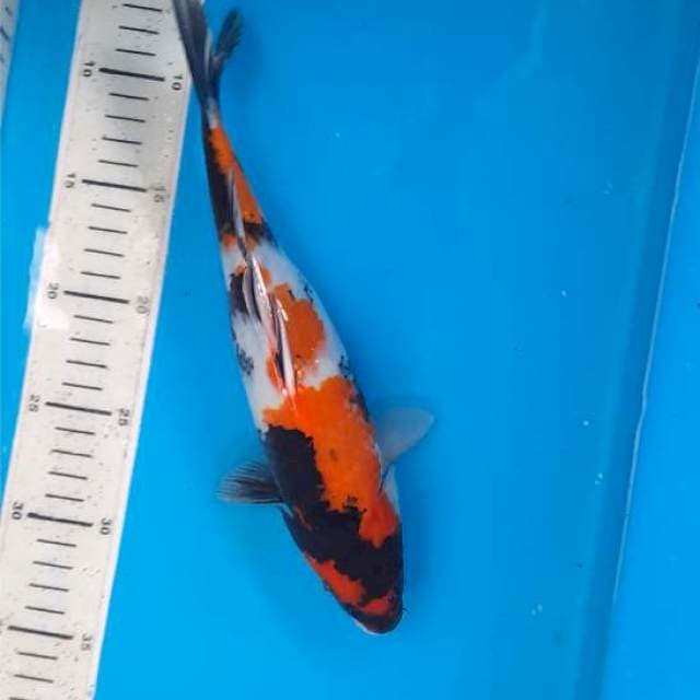 Showa 28cm