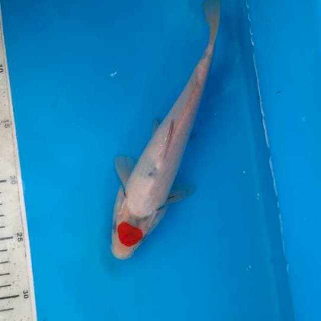 Tancho showa 24cm
