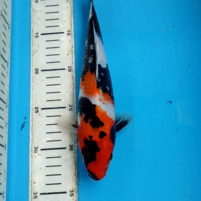 Showa HQ 26cm